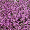 Thymus Serpyllum Sand-Thymian Aromatisch Ca. 9x9 cm Topf