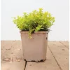 Thymus X Citriodorus Golden Dwarf Zitronenthymian Ca. 9x9 cm Topf