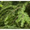 Tsuga Canadensis Kanadische Hemlocktanne 40–60 cm