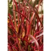 Uncinia Rubra Rotes Ziergras Ca. 9x9 cm Topf