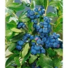 Vaccinium Corymbosum Patriot Heidelbeere 30–40 Cm