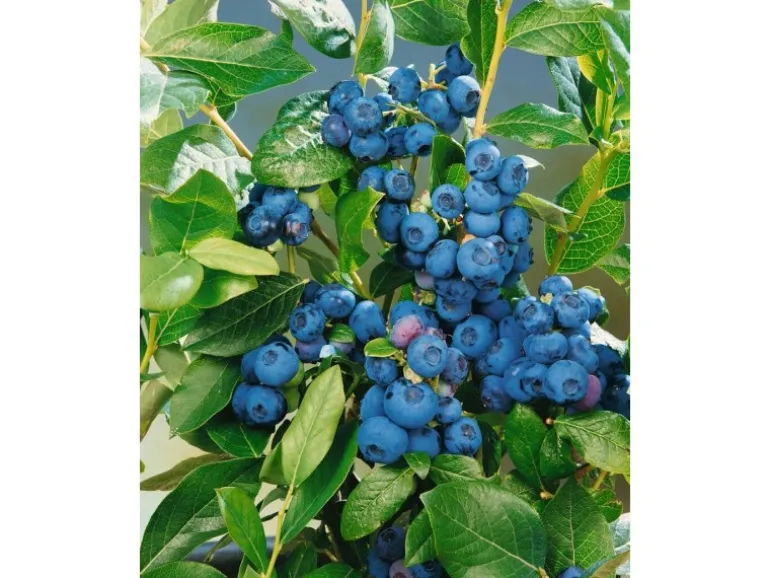 Vaccinium Corymbosum Patriot Heidelbeere 30–40 Cm