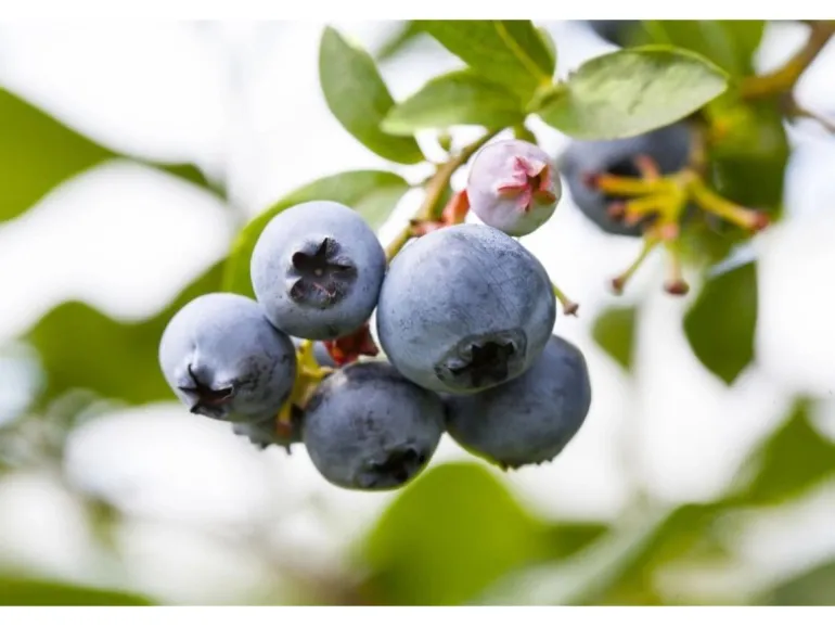 Vaccinium Corymbosum Patriot Heidelbeere 30–40 Cm