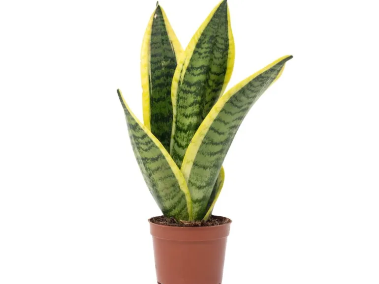Value Greens Bogenhanf als Raumluftverbesserer Sansevieria Trifasciata Superba 25 cm Hoch Topf-Ø 9 cm