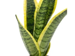 Value Greens Bogenhanf als Raumluftverbesserer  Sansevieria Trifasciata Superba  25 cm Hoch  Topf-Ø 9 cm