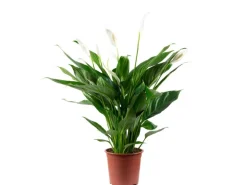Value Greens Einblatt 4-8 Blüten/Knospen  Luftreinigendes  Spathiphyllum   Höhe ca. 70 cm  Topf-Ø 17 cm