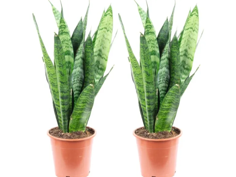 Value Greens 2er-Set Sansevieria 'Black Coral' Pflegeleichter Bogenhanf ca. 30 cm Hoch Topf-Ø 12 cm