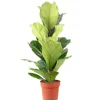 Value Greens Geigenfeige  Moderner Dschungel-Look für Innenräume  ca. 95 cm Hoch  Topf-Ø 21 cm