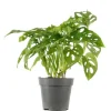Value Greens Pflegeleichtes Fensterblatt  Kletternde Monstera 'Monkey'  Topf-Ø 12 cm  ca. 25 cm Hoch