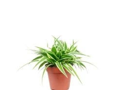 Value Greens Pflegeleichte Grünlilie 'Ocean'  Chlorophytum Comosum  ca. 15 cm Hoch  Topf-Ø 12 cm