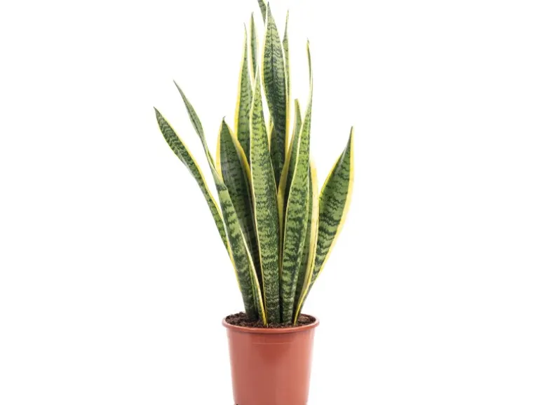 Value Greens Sansevieria Trifasciata 'Laurentii' Robuster Bogenhanf Luftreiniger 40 cm Hoch Topf-Ø 14 cm