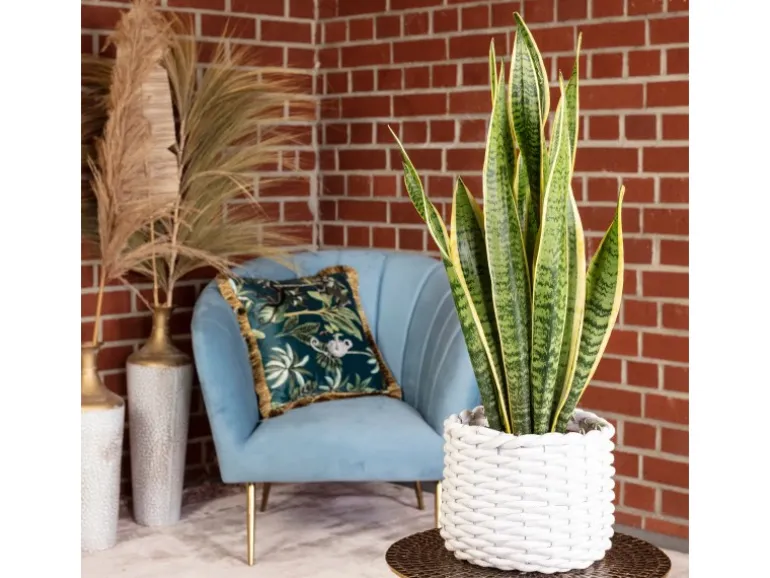 Value Greens Sansevieria Trifasciata 'Laurentii' Robuster Bogenhanf Luftreiniger 40 cm Hoch Topf-Ø 14 cm