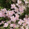 Waldrebe "Rubens" Rosa Höhe ca. 40 - 60 cm Topf-Ø ca. 17 cm Clematis montana