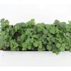 Waldsteinia Ternata Golderdbeere Immergrün Ca. 9x9 cm Topf