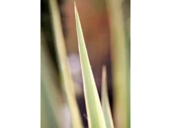 Yucca Filamentosa Bright Edge Palmlilie Ca. 11x11 cm Topf